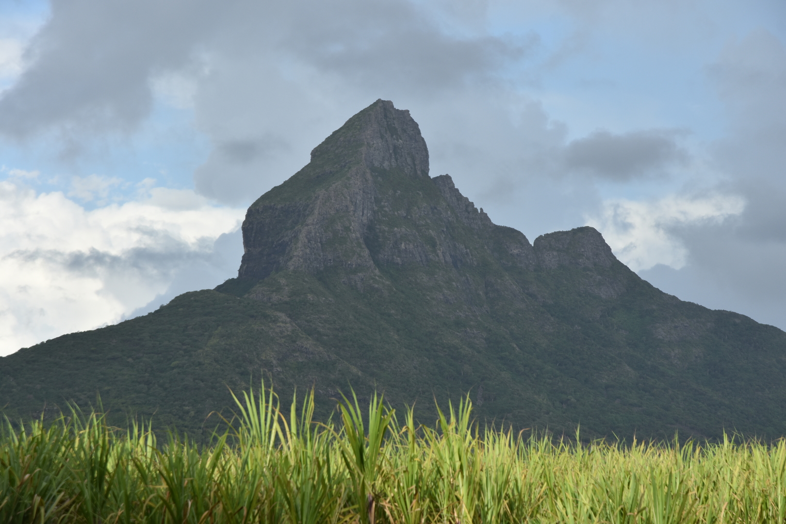 Sugar cane fields by Tamarin :: Mauritian Matterhorn -- Mantagnes du Rempar