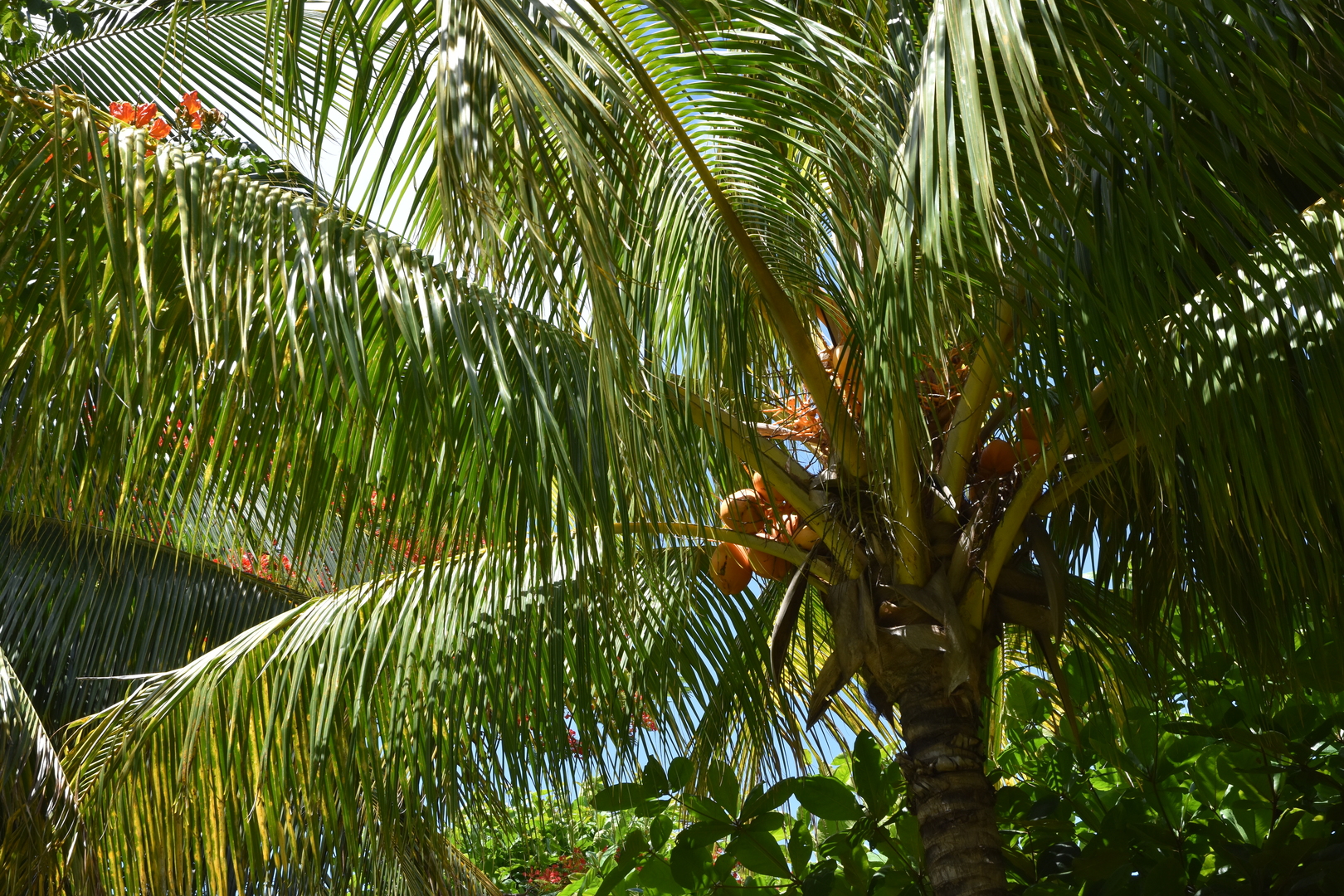 Pointe aux Roches :: palms