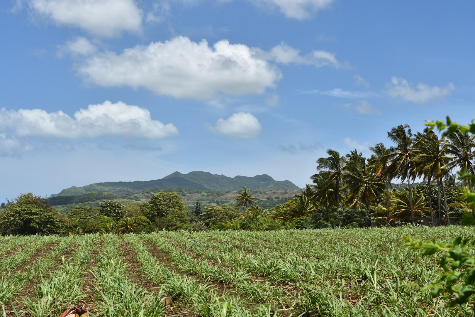 The south coast road by Pointe aux Roches :: meanwhile, in the interior, the sugar cane grows