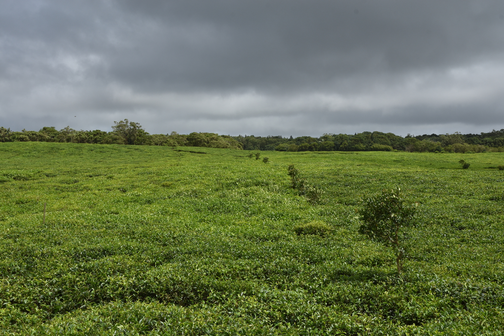 By Bois Chéri :: tea plantages 500m above sea level