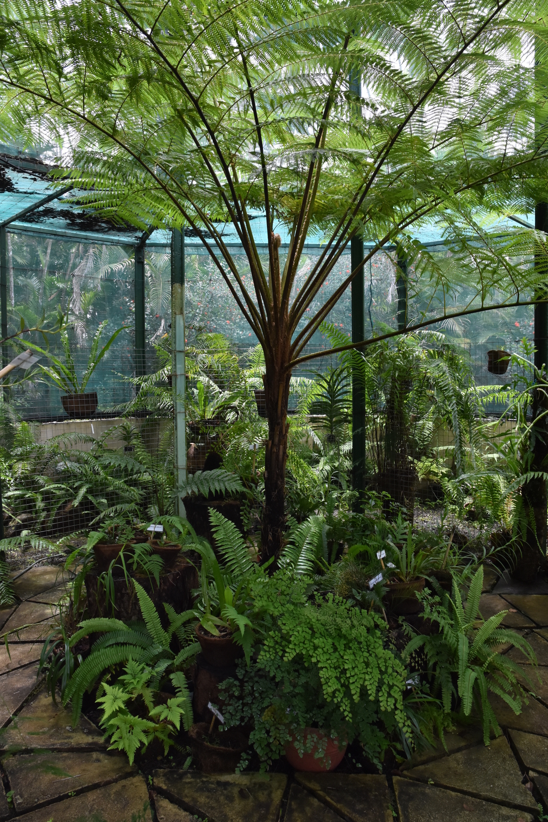 Pamplemousses Botanical Gardens :: ferns pavillon