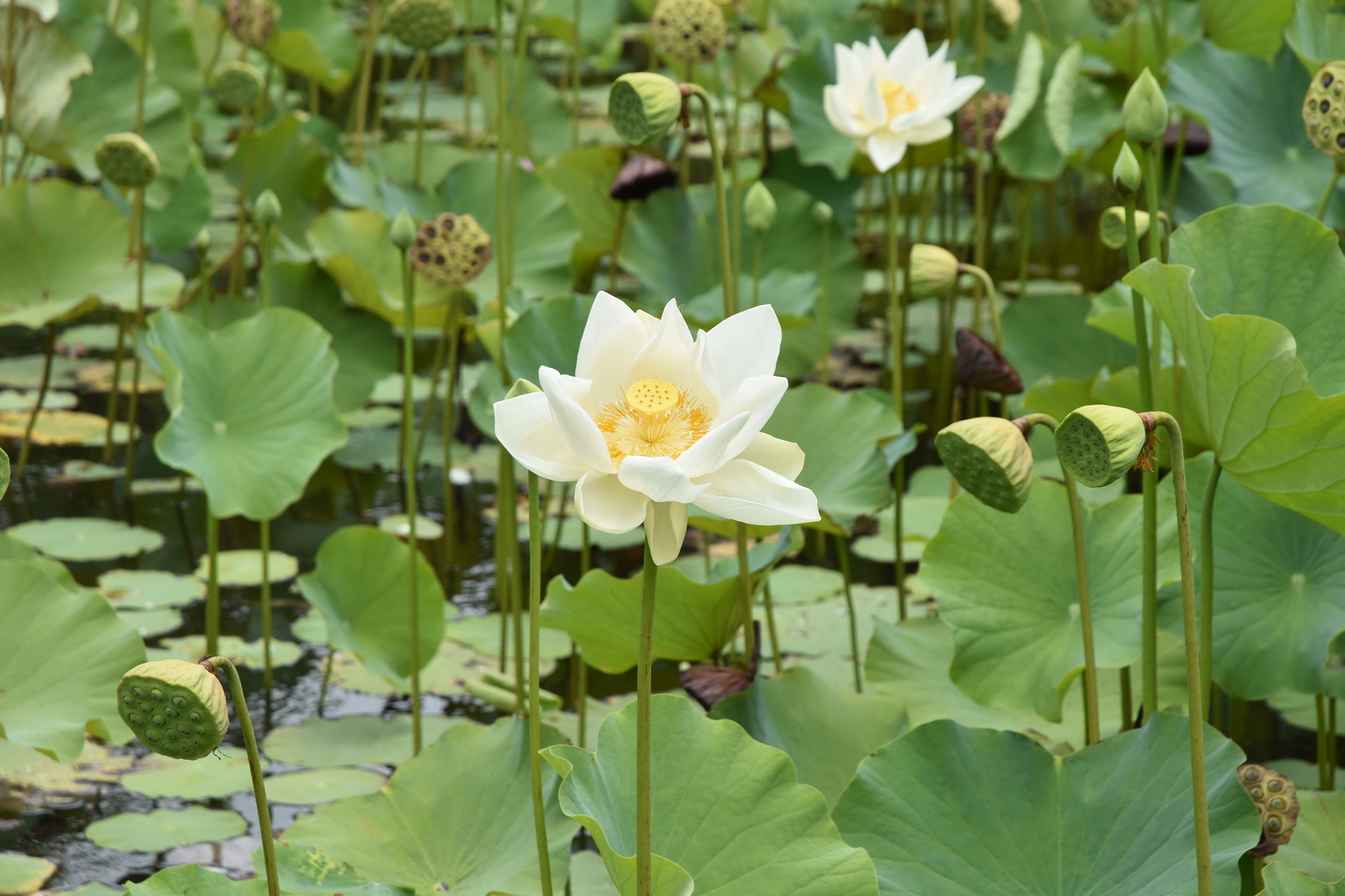 Pamplemousses Botanical Gardens :: lotus zoomed