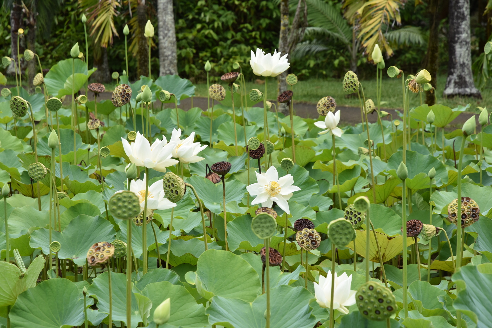 Pamplemousses Botanical Gardens :: lotuses in all development stadiums