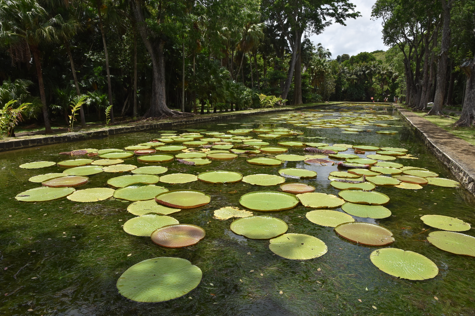 Pamplemousses Botanical Gardens :: Bassin des Nénuphars