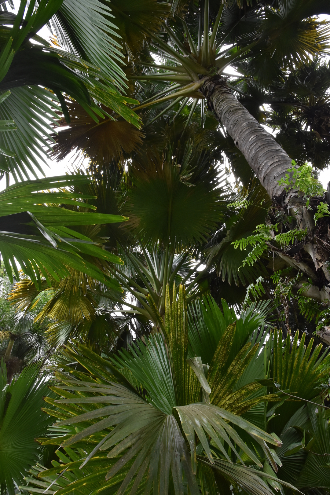 Pamplemousses Botanical Gardens :: high palms