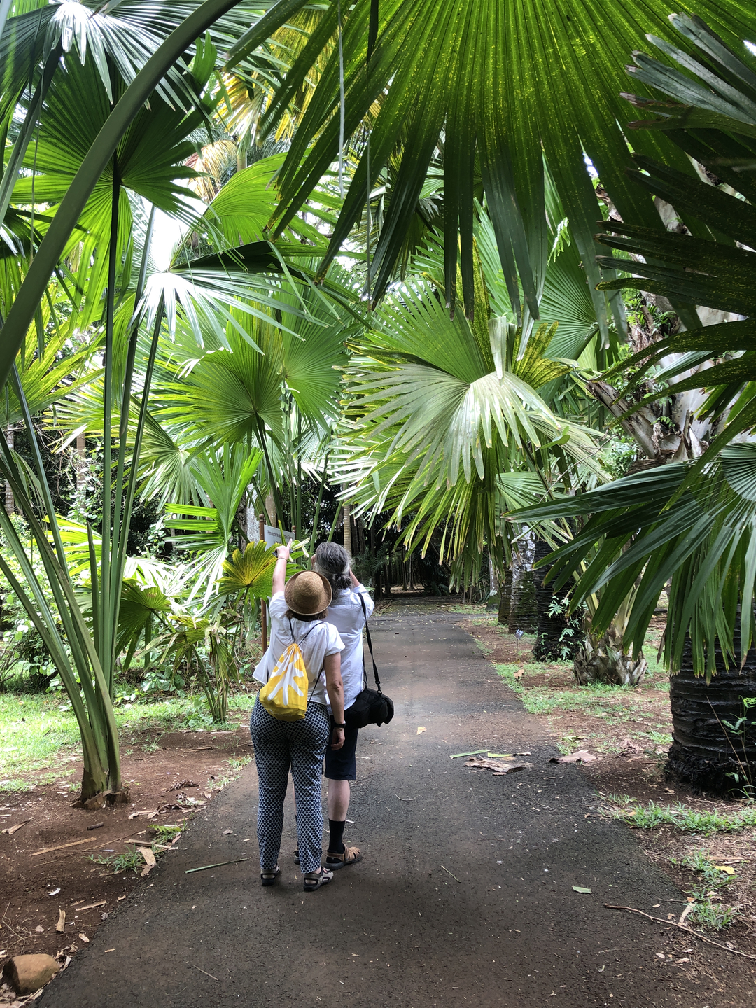 Pamplemousses Botanical Gardens :: high palms