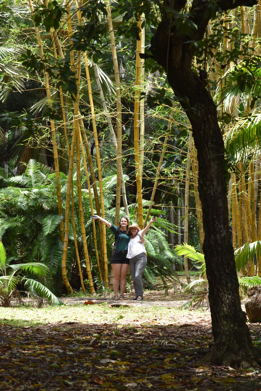 Pamplemousses Botanical Gardens :: in the bamboo grove
