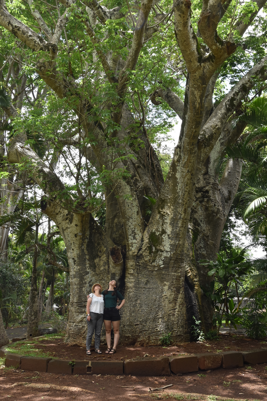 Pamplemousses Botanical Gardens :: baobab take one
