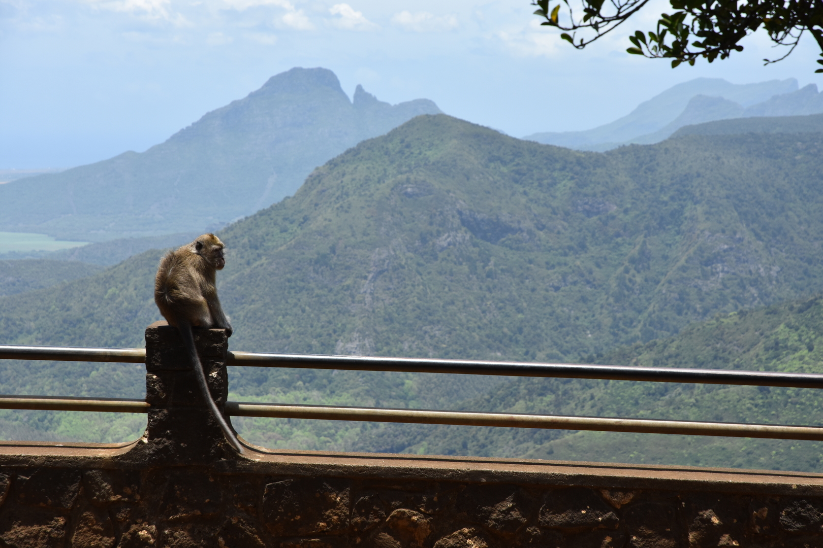 Gorges Viewpoint :: residing monkey