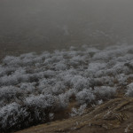 Chhukhung to Dingboche :: frozen bushes