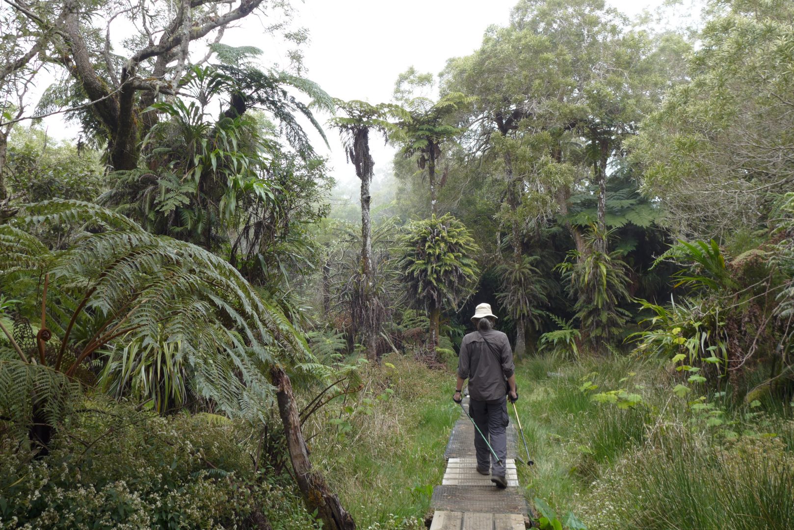 Forêt de Bélouve, La Réunion, October 2016